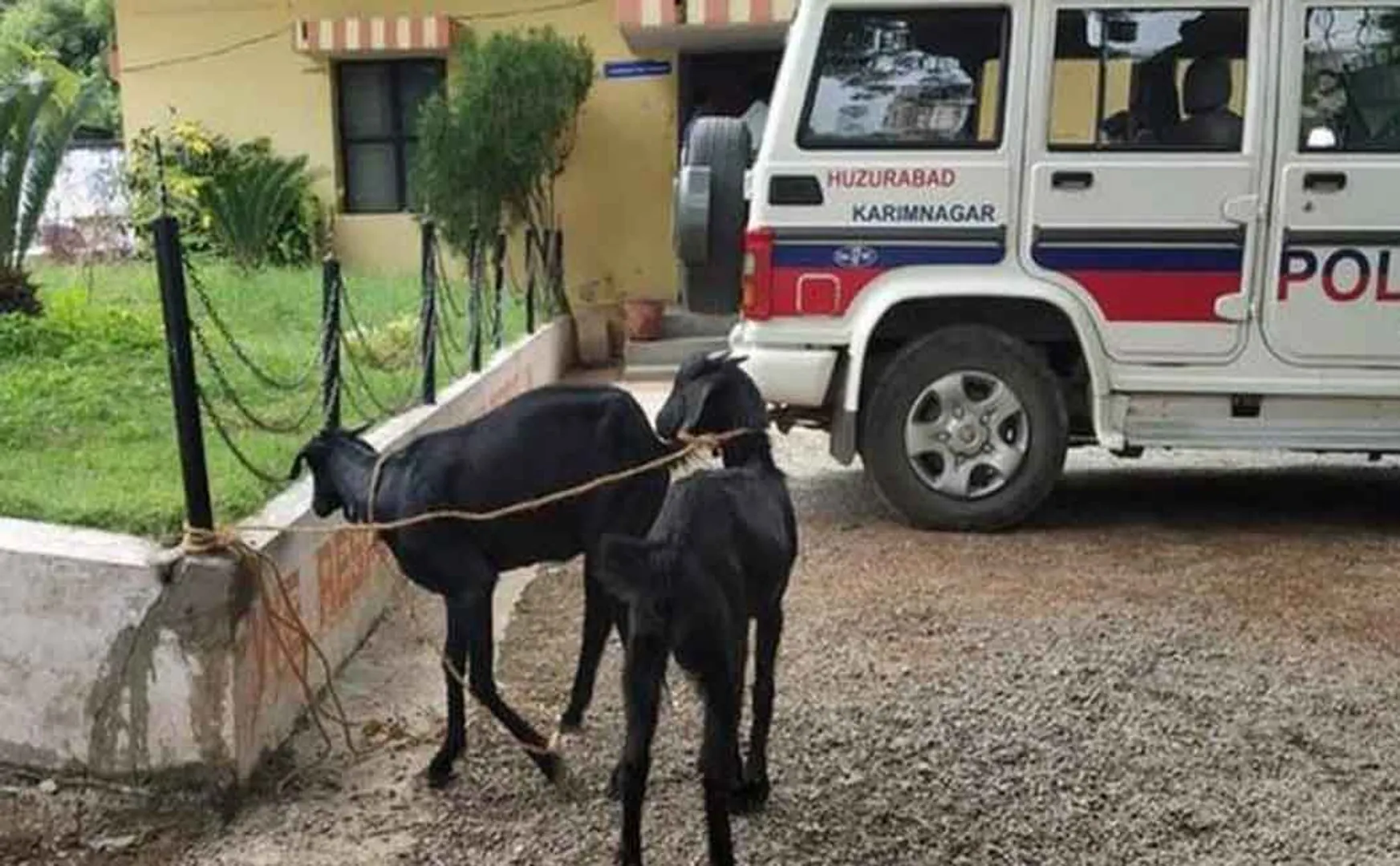 TELANGANA  Two goats were arrested by the police for eating the plants